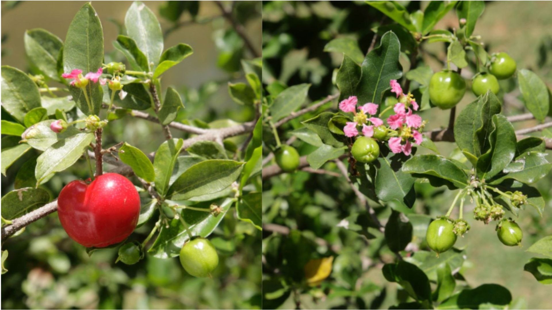 Tổng quan về c&acirc;y Hồng Ngọc Mai